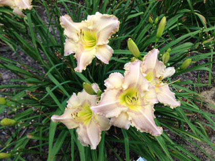 Daylily Society of Minnesota